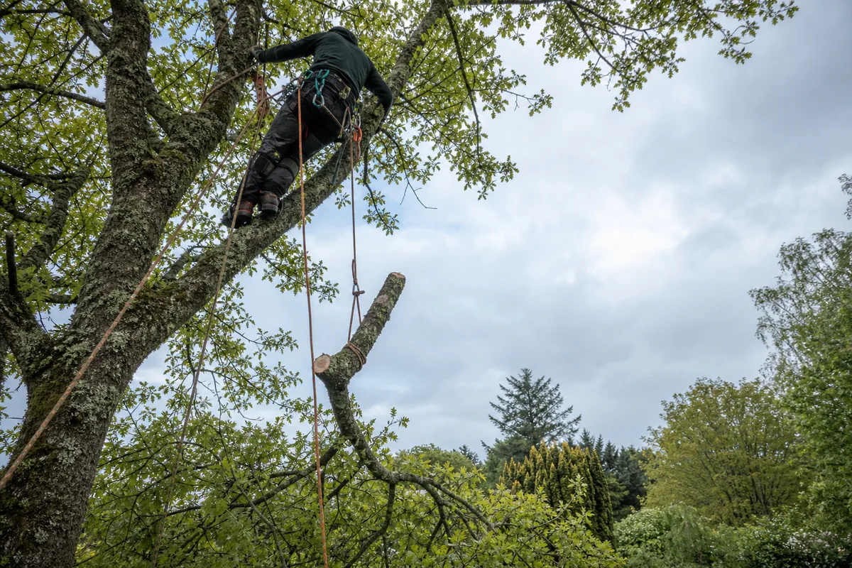 Élagueur encordé taillant les branches hautes d&rsquo;un grand chêne dans un jardin arboré de la couronne rennaise, matériel de grimpe visible