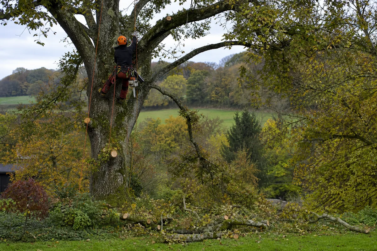 Élagueur taillant les branches hautes d’un grand arbre dans un jardin de campagne breton, cordes et nacelle visibles