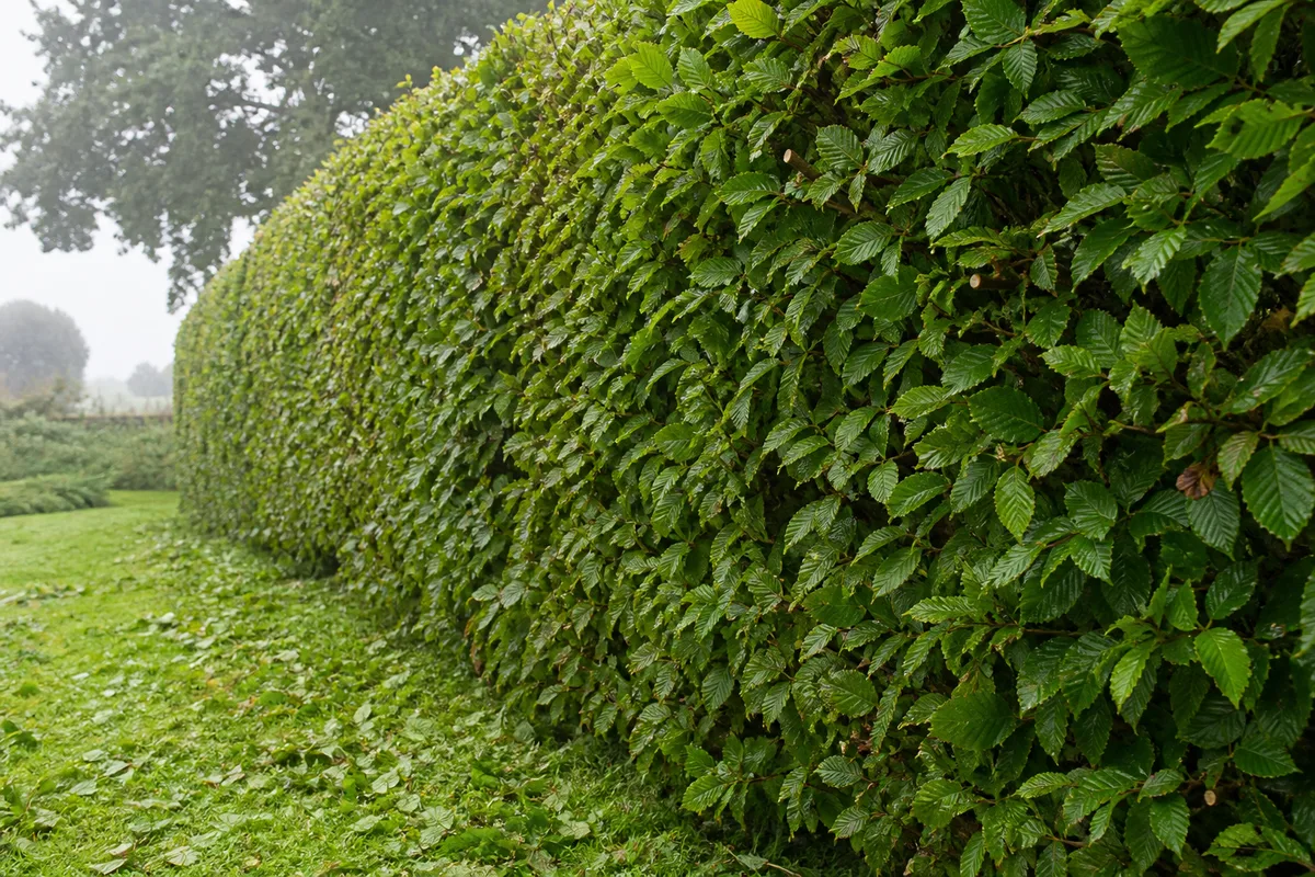 Taille d’une haie de charme à la fin de l’été dans un jardin rural de Brocéliande, végétation dense favorisée par le climat breton humide